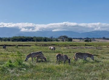 tanzania/ngorongoro-conservation-area/attraction/lake-manyara-treetop-walkway