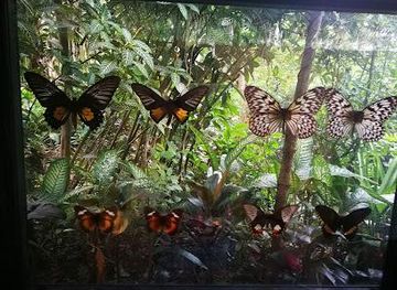 philippines/bohol/attraction/habitat-bohol-highland-nature-resort