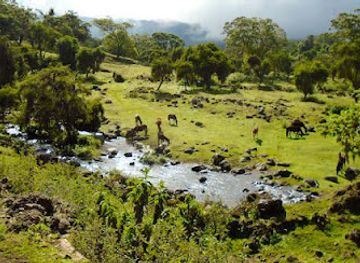 ethiopia/bale-mountains-national-park/attraction/the-mystical-harenna-forest