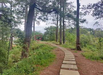 philippines/mt-pulag/attraction/st-francis-xavier-seminary-bamboo-educational-demo-farm-bamboo-sanctuary