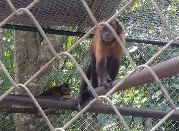 peru/san-martin/attraction/biodiversidad-san-martin