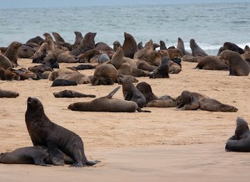 namibia/erongo/attraction/namibia-dolphin-and-seal-catamaran-cruises