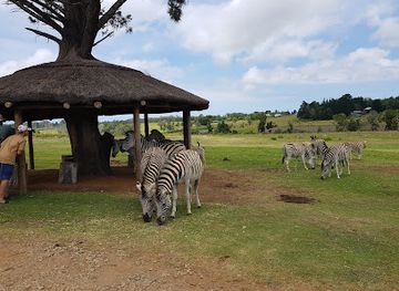 south-africa/bushveld/attraction/knysna-elephant-park