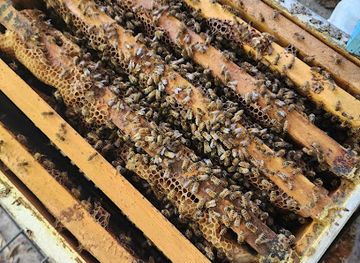 samoa/mulifanua/attraction/siusega