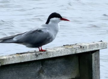 finland/ruka-kuusamo/attraction/jatari-bird-watching-tower-altushka