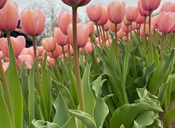 hungary/mecsek/attraction/tulipgarden