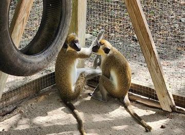 antigua-and-barbuda/st-john-s/attraction/wadadli-animal-nature-park