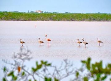 turks-and-caicos-islands/parrot-cay/attraction/flamingo-pond-overlook