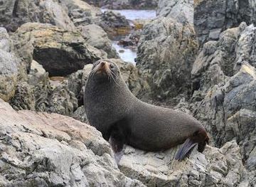 new-zealand/wellington/attraction/red-rocks-seals
