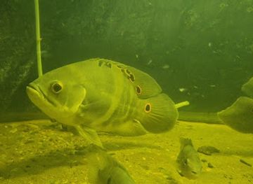 peru/tambopata-national-reserve/attraction/acuario-amazonico