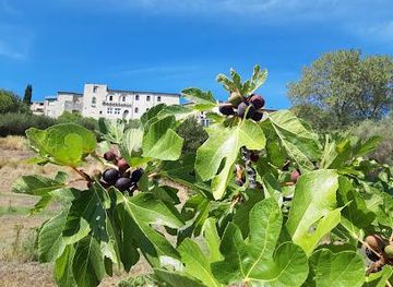 france/nimes/attraction/maison-de-la-figue