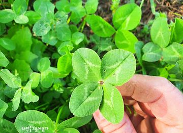 south-korea/hoseo-region/attraction/deoksan-oncheon