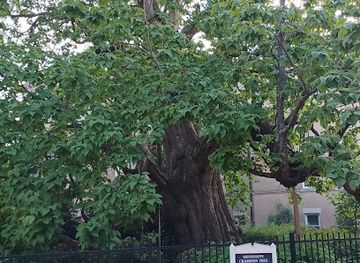 mississippi/tombigbee-national-forest/attraction/mississippi-champion-tree-catalpa
