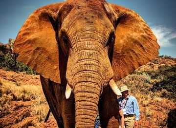 south-africa/pretoria/attraction/elephant-sanctuary-hartbeespoort