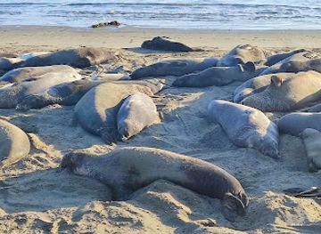 Sea Lion Viewing Area