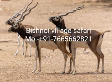 india/jodhpur/attraction/bishnoi-village-safari-tour-jodhpur