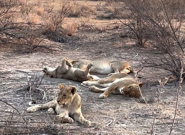 namibia/oshikoto/attraction/ongava-game-reserve