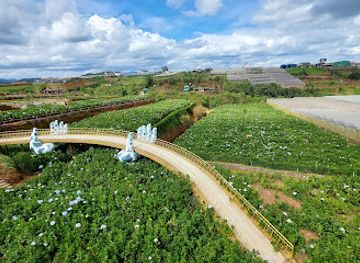 vietnam/central-highlands/attraction/garden-hydrangeas