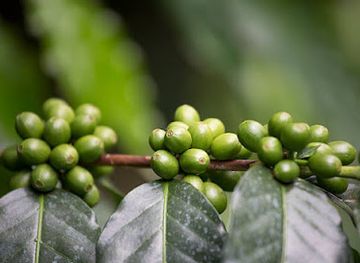 tanzania/moshi/attraction/coffee-plantation-and-waterfall