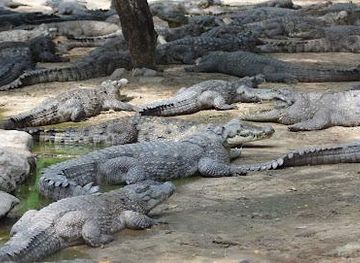 india/chennai/attraction/the-madras-crocodile-bank-trust-and-centre-for-herpetology