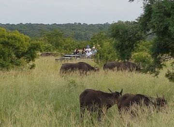 south-africa/kruger-national-park/attraction/manyeleti-game-reserve