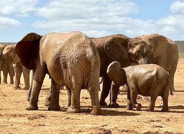 south-africa/eastern-cape/attraction/addo-elephant-national-park-south-gate-mathyolweni-gate