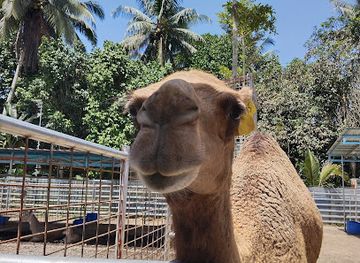 malaysia/terengganu/attraction/zoo-rimba-razia