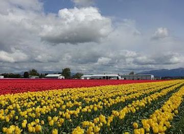 washington/marysville/attraction/skagit-valley-tulip-festival-headquarters