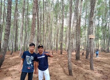 indonesia/tana-toraja/attraction/wisata-alam-to-pinus-burasia