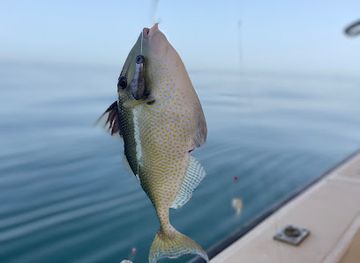 saudi-arabia/al-jubail/attraction/trips-picnic-hunting-diving-abu-saleh-essaam