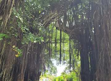 cook-islands/aitutaki/attraction/banyan-tree