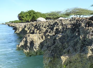 aruba/san-nicolas/attraction/fofoti-tree
