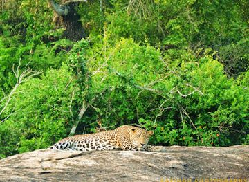 sri-lanka/bundala-national-park/attraction/isuru-safari-day-tours