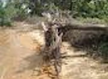 the-gambia/bakau/attraction/ile-de-kooko