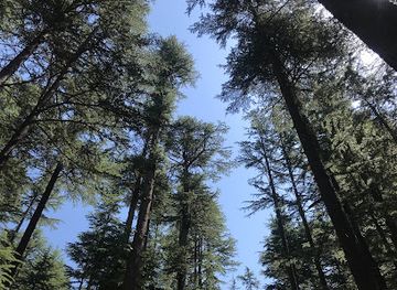 pakistan/hindko-region/attraction/ushu-forest