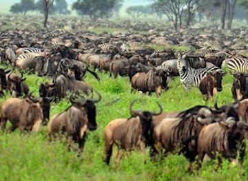 tanzania/moshi/attraction/africa-endless-cruising