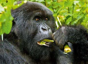 uganda/entebbe/attraction/gorilla-safari-uganda