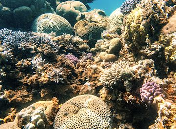 israel/red-sea-coral-reef/attraction/coral-reef-redsea