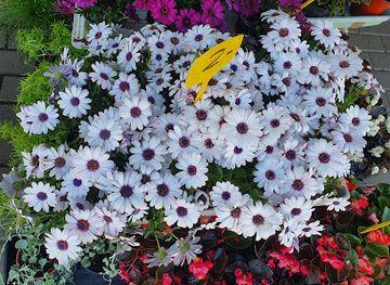 lithuania/marijampole/attraction/marijampole-flower-market