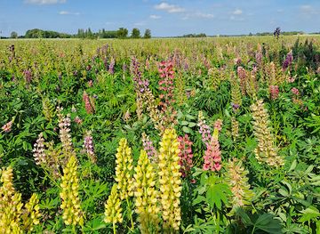 denmark/lolland-falster/attraction/lupinmark