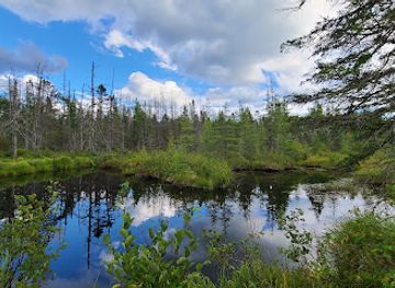 new-york/adirondack-mountains/attraction/bloomingdale-bog-hiking-trail