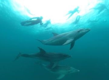 australia/ningaloo-reef/attraction/sea-all-dolphin-swims