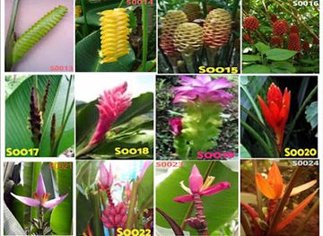 cameroon/buea/attraction/africa-green-farms