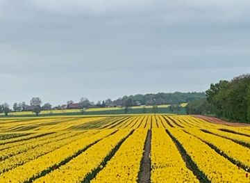 germany/anhalt/attraction/magdeburg-tulip-fields