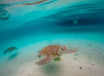 the-bahamas/eleuthera-island/attraction/pig-beach-bahamas-tours