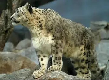 Baltistan Wildlife Sanctuary