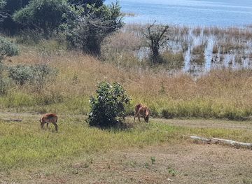 zambia/kafue-national-park/attraction/konkamoya-lodge