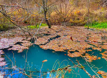 Hidden blue swamp