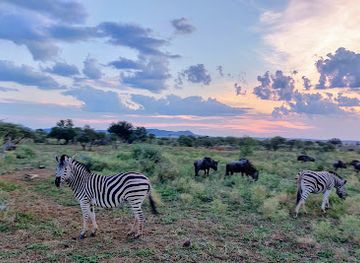 south-africa/bushveld/attraction/pilanesberg-national-park