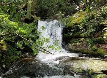 tennessee/great-smoky-mountains-national-park/attraction/huskey-branch-falls